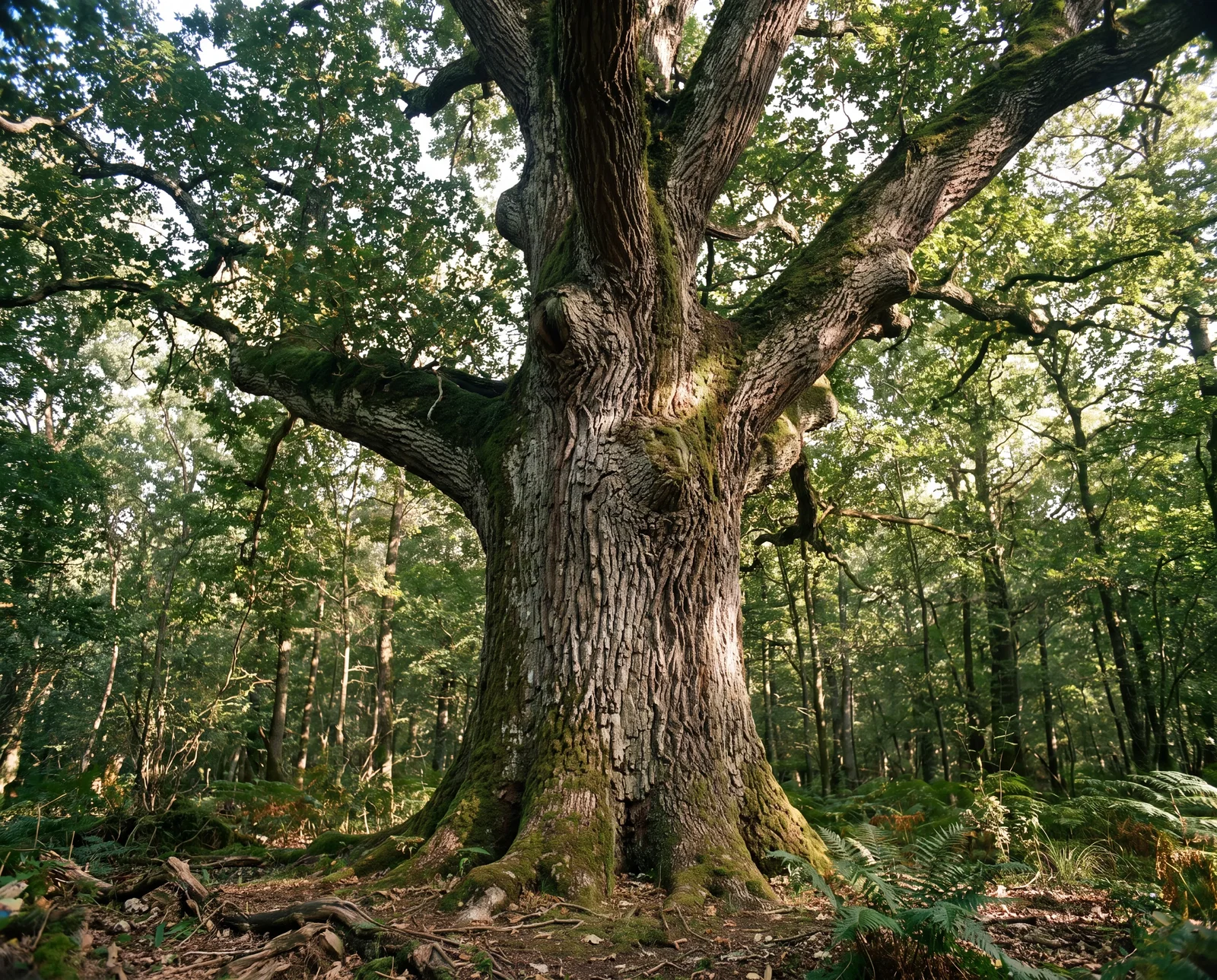 Großer, gewachsener Baum im Wald zeigt die Spuren von Zeit und Natur, die jedes Stück Massivholz einzigartig machen.