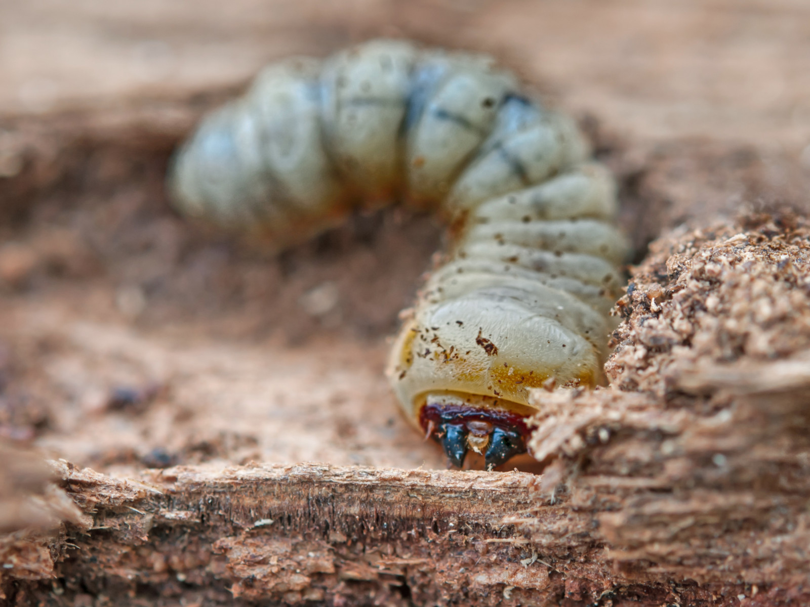 Nahaufnahme rustikaler Holzdiele mit sichtbarer Maserung und Holzwurmlöchern, warmbraune Töne, natürlicher, gealterter Holzlook für Möbel, Boden oder Dekor
