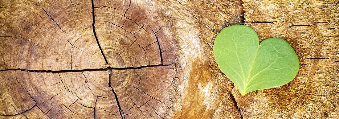 Nachhaltigkeit-Teaser: Massivholz mit sichtbarer Maserung und grünen Akzenten, symbolisiert nachhaltige Holzmöbel.