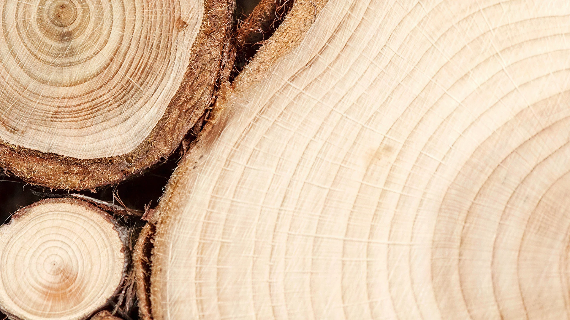 Übersicht Holzeigenschaften: Infografik zu Härte, Maserung, Farbe und Pflege verschiedener Holzarten in natürlichen Farbtönen.