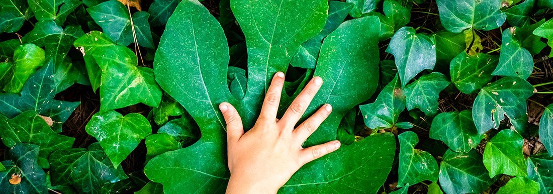 Massivholz-Teaser: Holztisch vor Waldhintergrund, warme Holztöne und grünes, nachhaltiges Ambiente