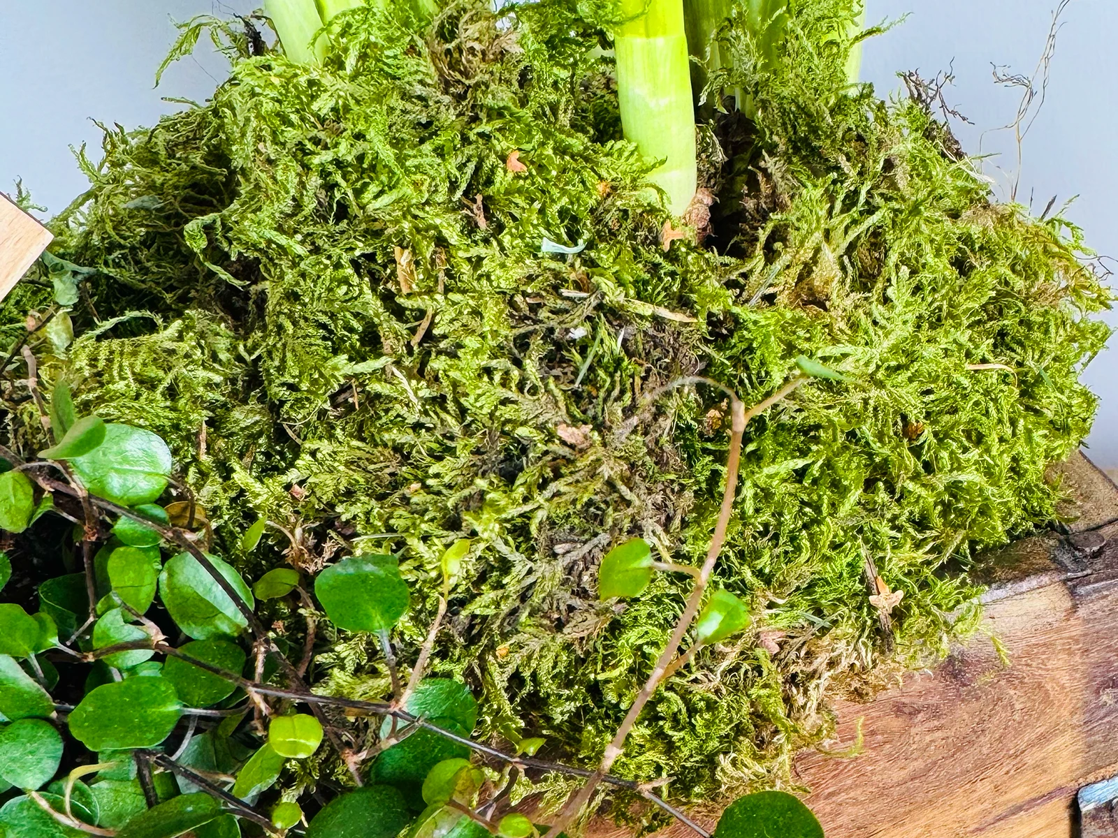 Osterdeko mit bunten, bemalten Eiern und Frühlingsblumen auf rustikalem Holztisch – helle, warme Frühlingsstimmung