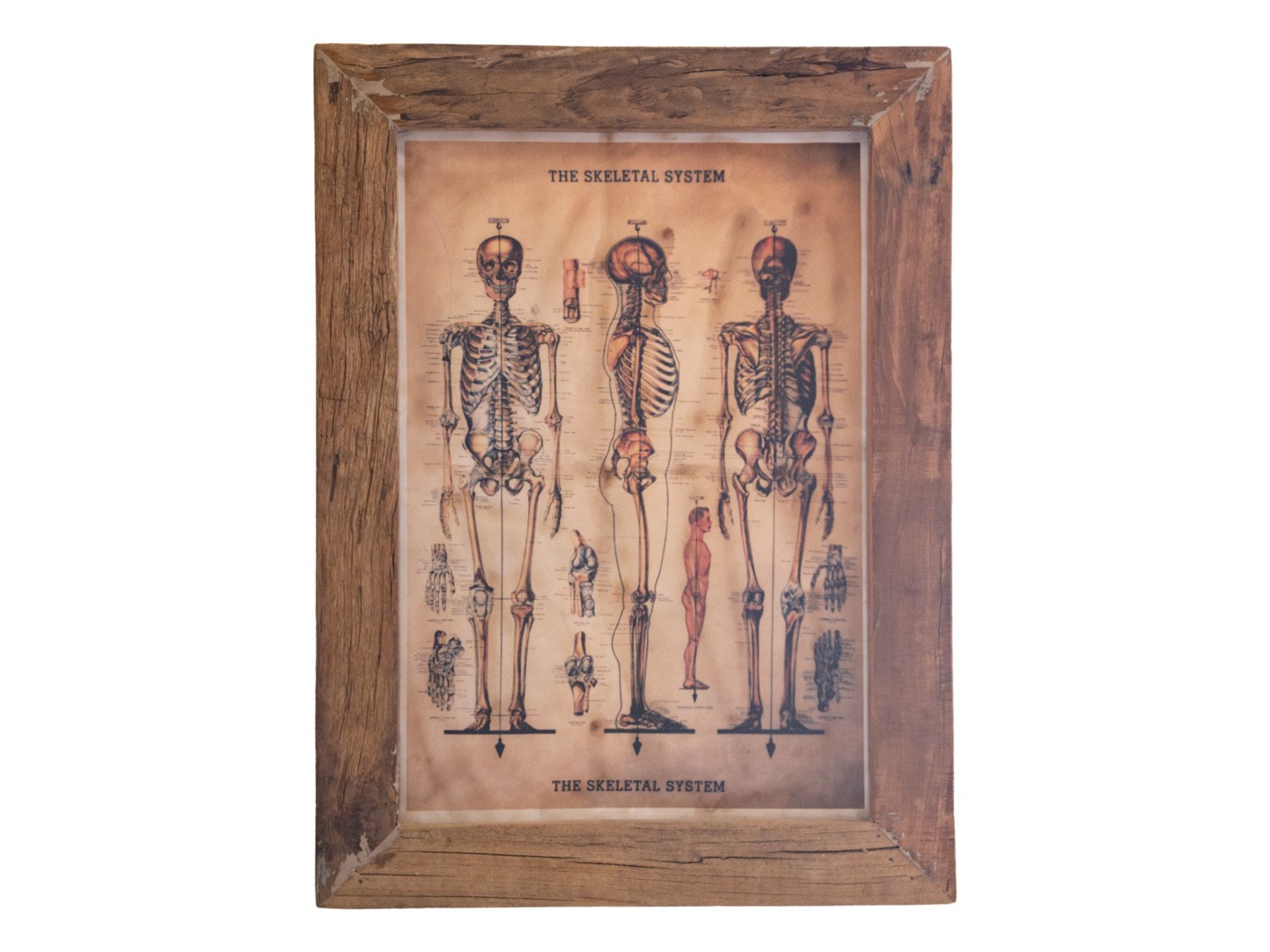 Wandbild Skeleton Wandbild Skeleton