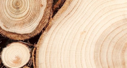 Teaser-Bild mit verschiedenen Holzstrukturen und warmen Braun- und Beigetönen, Schriftzug 'Wissenswertes – Holzeigenschaften'.