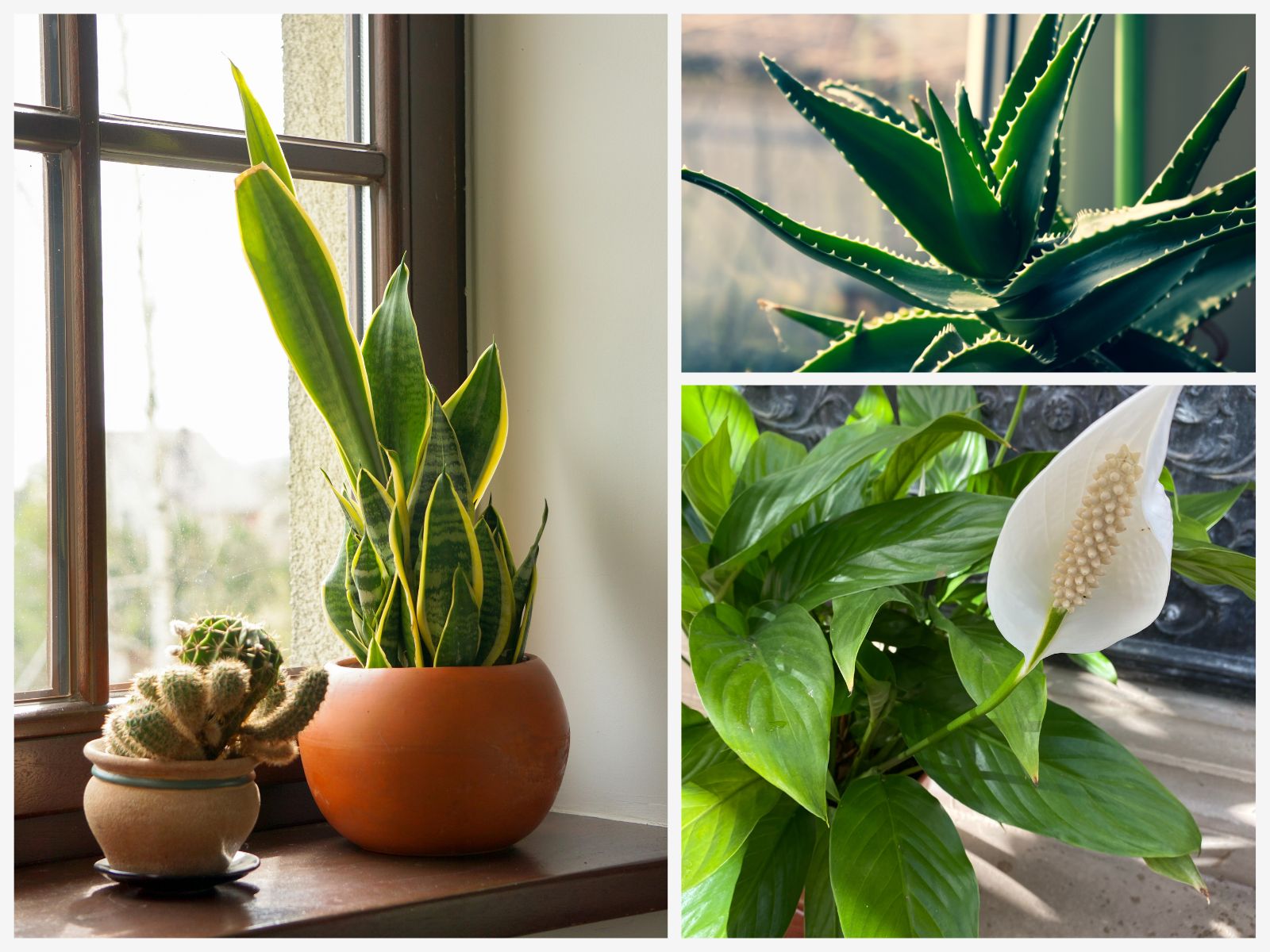 Verschiedene Zimmerpflanzen in Töpfen – grüne Blätter, Formen und Größen als wohnliche Deko im Wohnzimmer